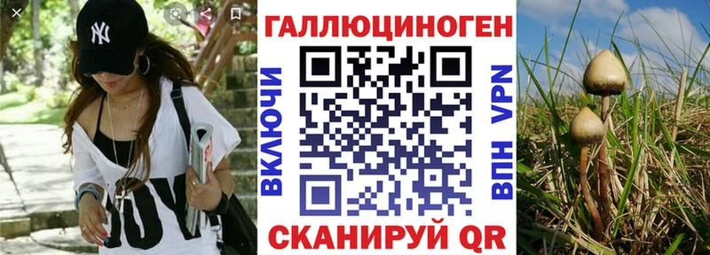 Купить  Жирновск  Галлюциногенные грибы Psilocybine cubensis 